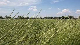 Kernza crop part of Minnesota farmers’ eco-friendly lineup