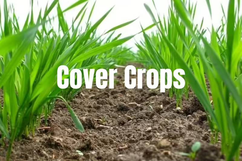 Join University of Illinois Extension for a program on “Getting Started with Cover Crops.”