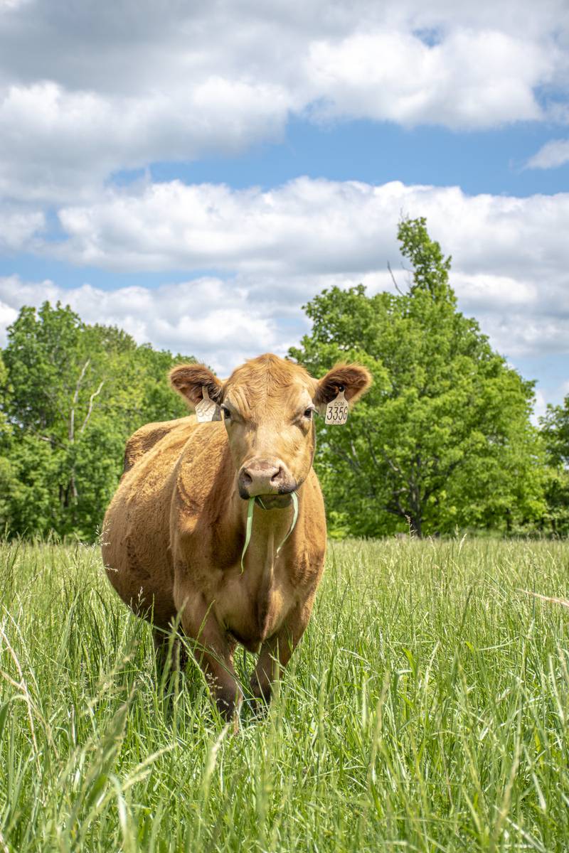 Strategic management, disease prevention and parasite control set replacement heifers up for lifelong productivity.