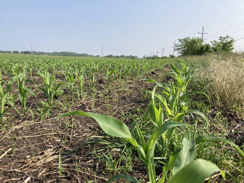 Indiana crop progress June 13, 2025.