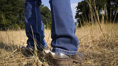 Wintertime is decision time on grazing