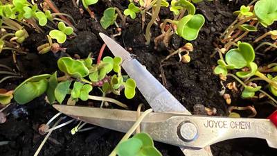 Microgardening means getting a surprisingly big harvest from a windowsill or balcony garden