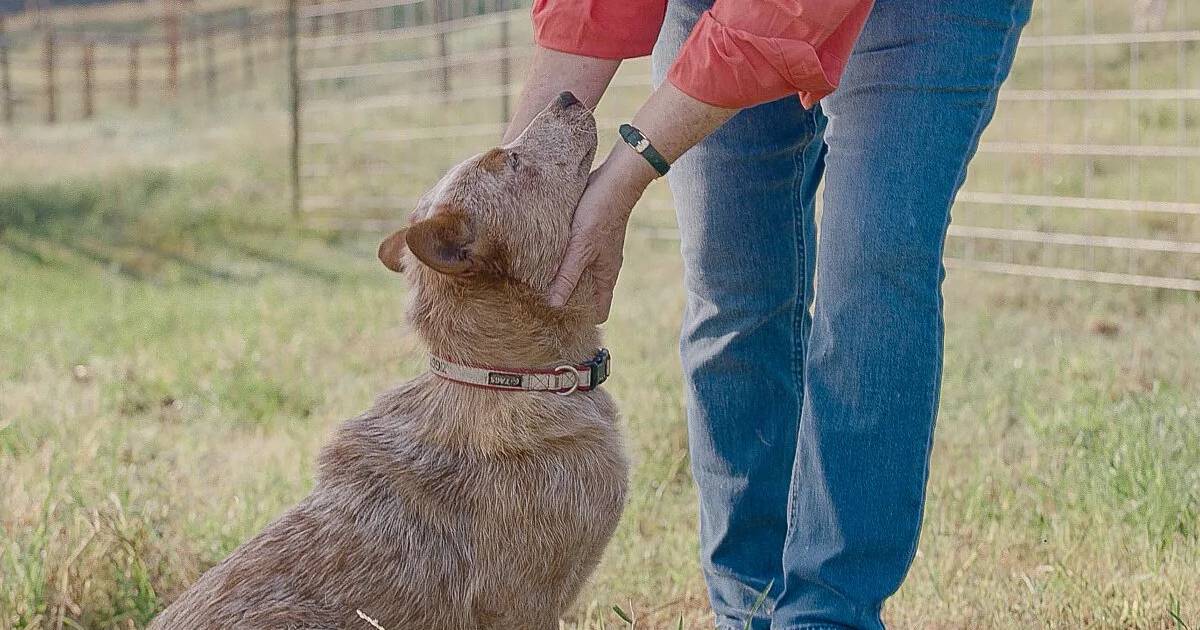 Celebrating America’s farm dogs – AgriNews