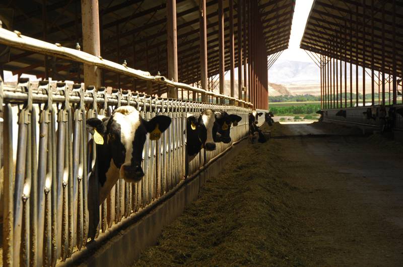 Dairy farmers can apply for the Indiana Dairy Producer of the Year or Indiana Young Dairy Producer of the Year awards this month.