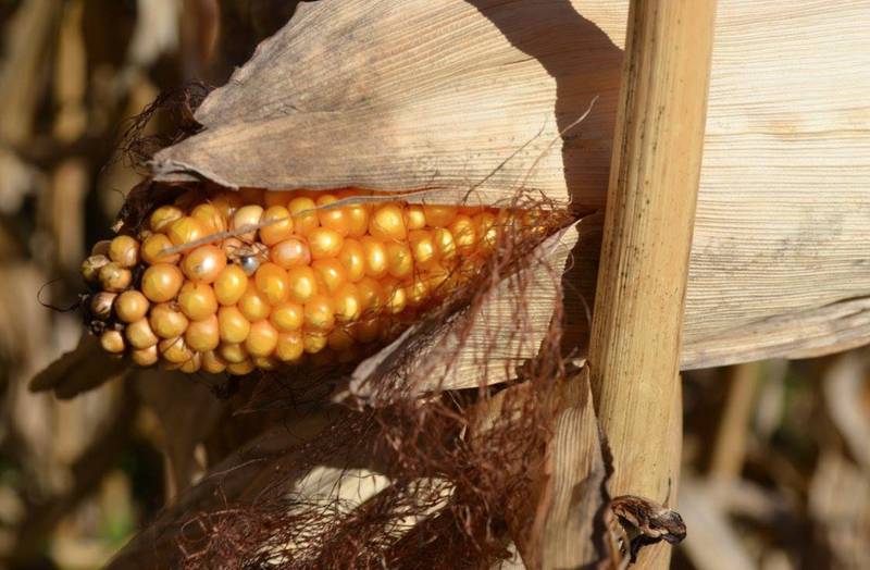 The Indiana Corn Husking Association’s state corn husking competition will be held Oct. 5 in Nappanee, Indiana.