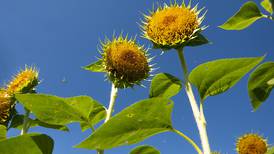 Sunflowers sprout at Sauk Valley Community College