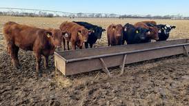 Cattle grazing and soybean yields