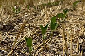 Southern Illinois farmers needed for ISA double-crop research