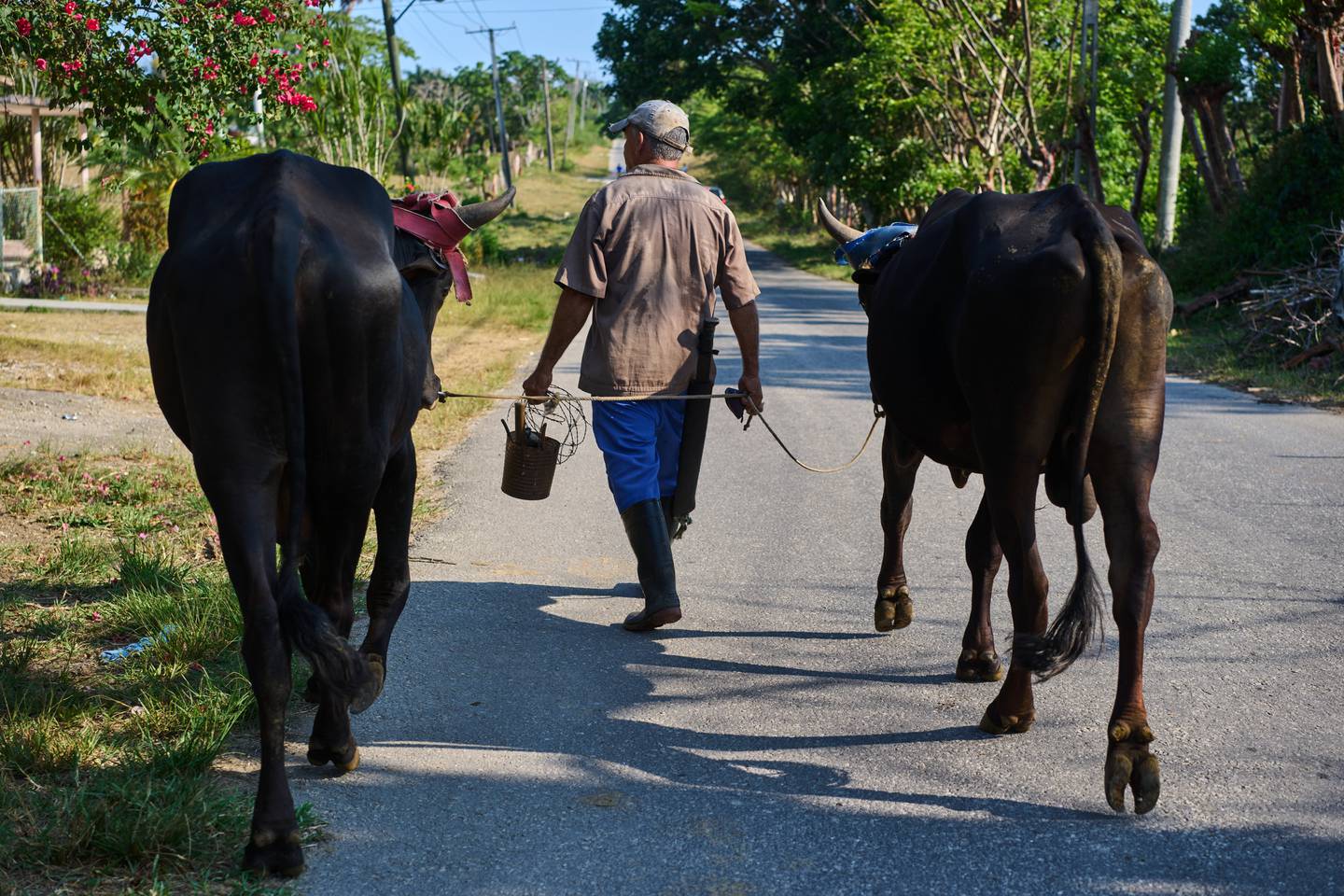 Luis Enrique Aguiar walks home with his oxen in Minas, Havana province, Cuba.