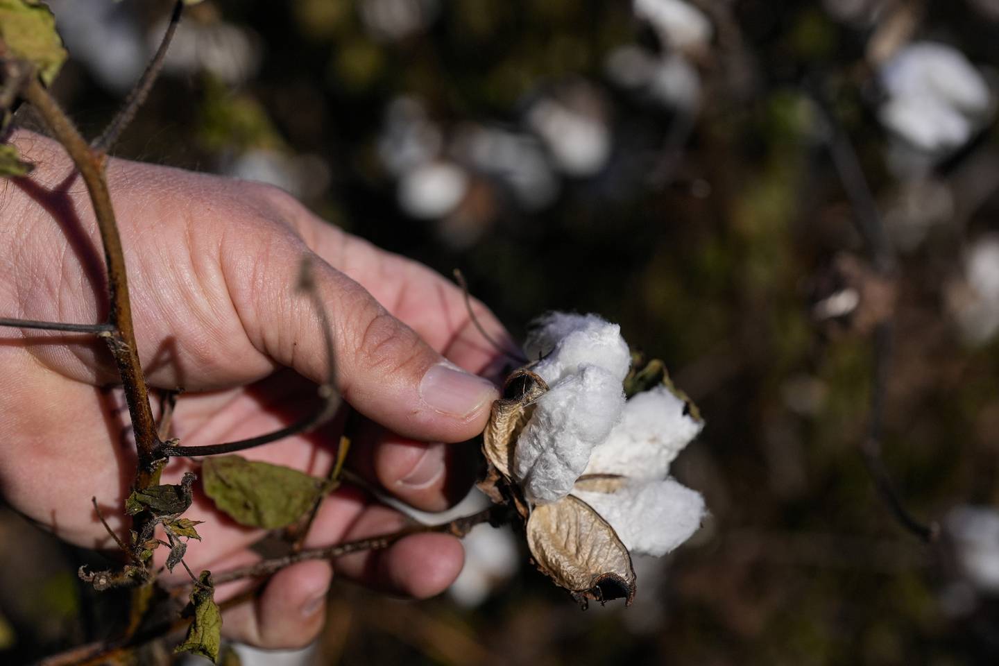 Farmer Chris Hopkins observes cotton bolls before being harvested in a field he owns near Lyons, Georgia.