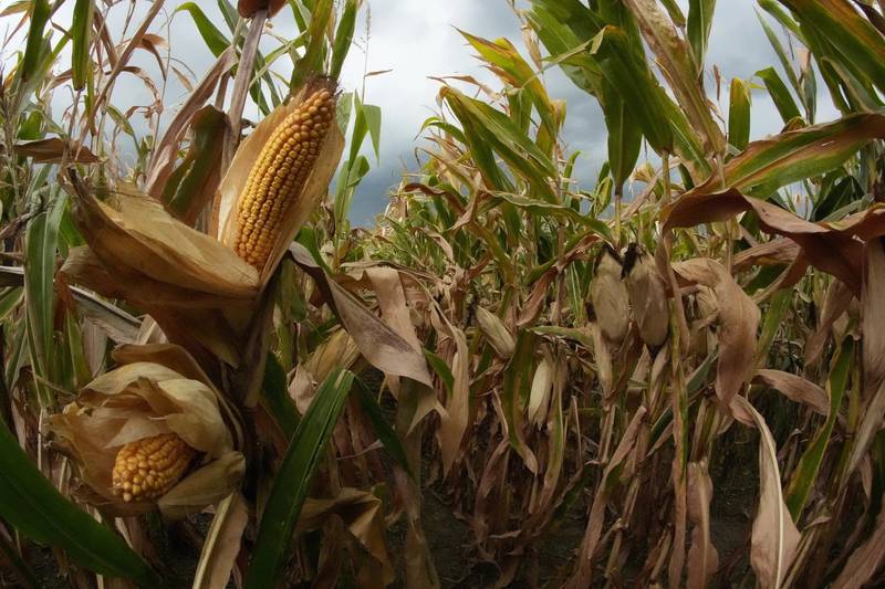 Ideal moisture for grain harvest is 15% to 20% for minimal drying. In a typical season, grain drying in the field ranges from 0.5% to 0.8% moisture loss per day, which occurs mostly by evaporation.