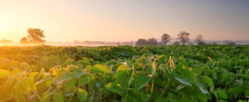 In soybeans, sulfur is important for optimal growth during both the vegetative and reproductive stages of the plant. It is also required for nitrogen fixation.