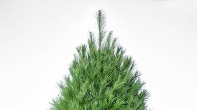 Pick the perfect tree: Guide for buying real Christmas trees