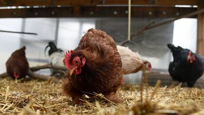 Calendar: Beginners’ guide to raising chickens