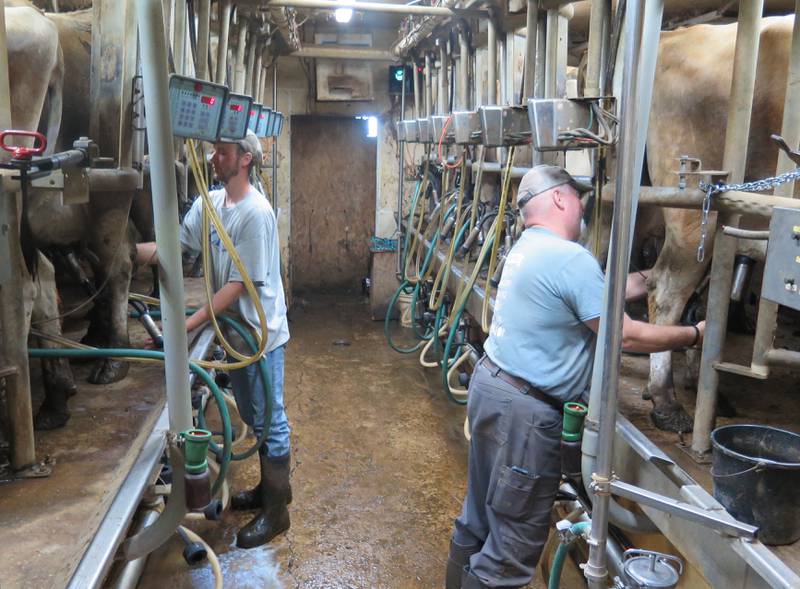 Ken Ropp (right) and Brett Yoder ready the next group of cows for milking at Ropp Jersey Cheese. They milk 52 cows, 14 at a time, with seven on each side. Each cow produces about 45 pounds per day.