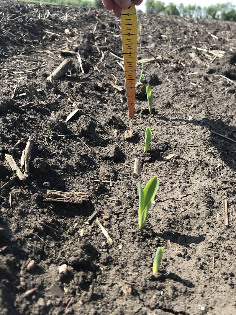 By observing corn emergence, farmers can get a better idea of what’s going on in their fields.