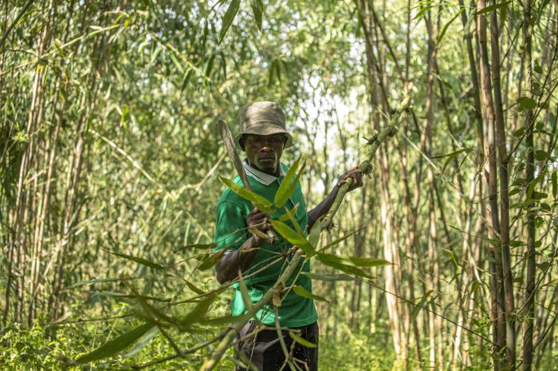 Joseph Katumba, a caretaker at Kitara Farm, works near Mbarara, Uganda, on March 8, 2024.  Katumba said the property has become something of a demonstration farm for people who want to learn more about bamboo.
