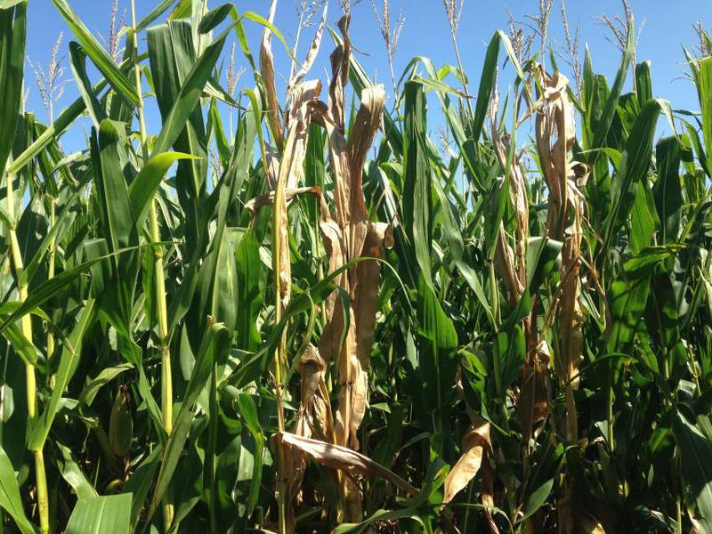 Ghost plants, solitary cornstalks that die off quickly, taking on a brown and pinkish color that make them stand out from the healthy, green corn plants around them, are an ominous sign that crown or stalk rot may be causing problems in cornfields.