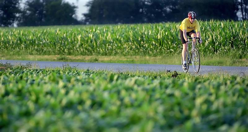 A cyclist rides between a field of soybeans and corn near Farmingdale, Illinois.
