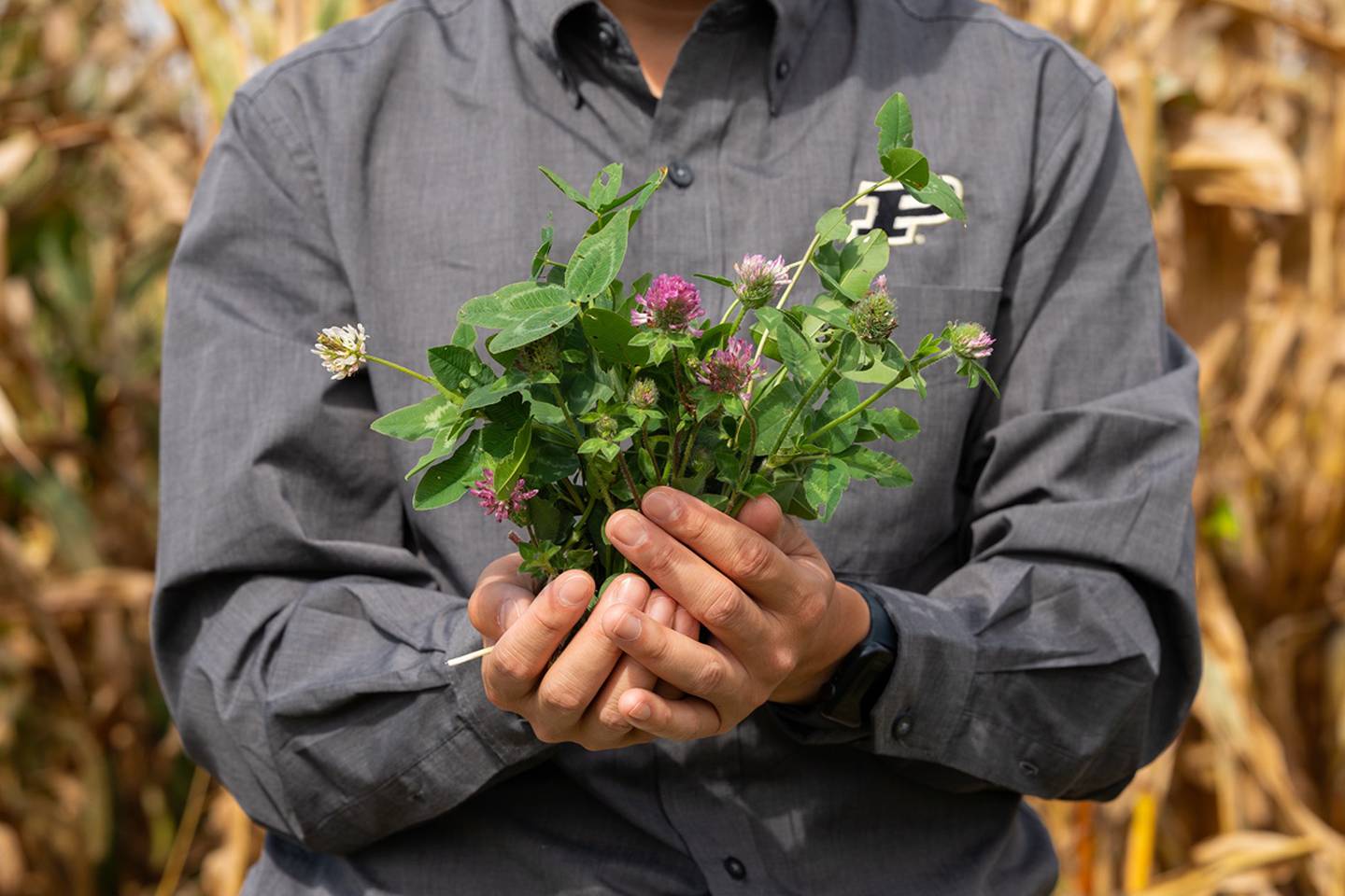 Yichao Rui, assistant professor of agronomy at Purdue, holds a sample of kura clover.