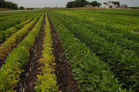 Continuous soybean considerations