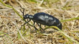 Battling blister beetles: A tale of false indigo and alfalfa