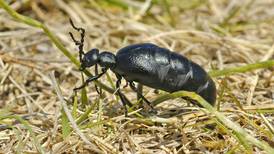 Battling blister beetles: A tale of false indigo and alfalfa