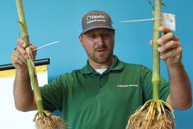 Corn rootworm control: Syngenta to offer insecticide in 2026