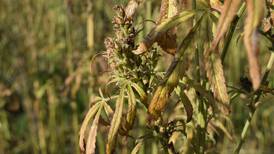 Hemp priorities for 2021