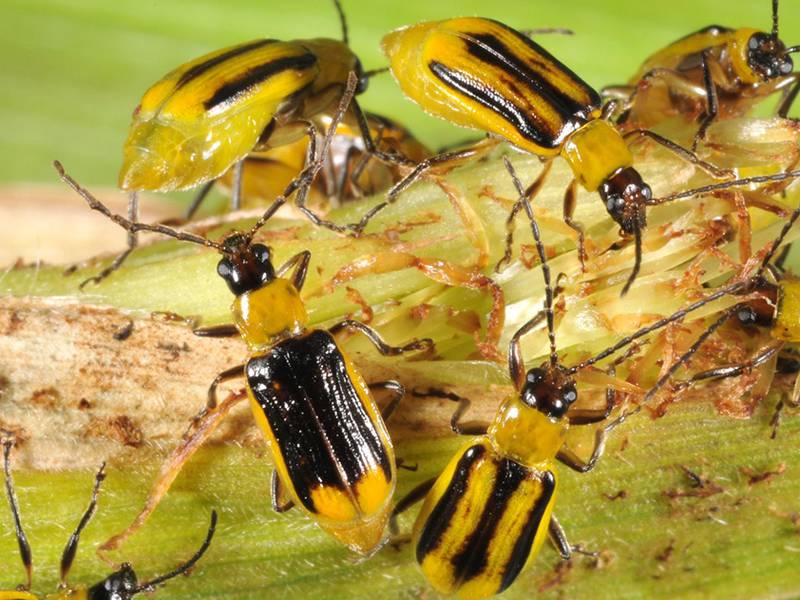 Evolution of rootworm, corn borer protection