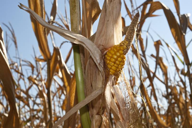 Corn shriveled by a summer without rain.