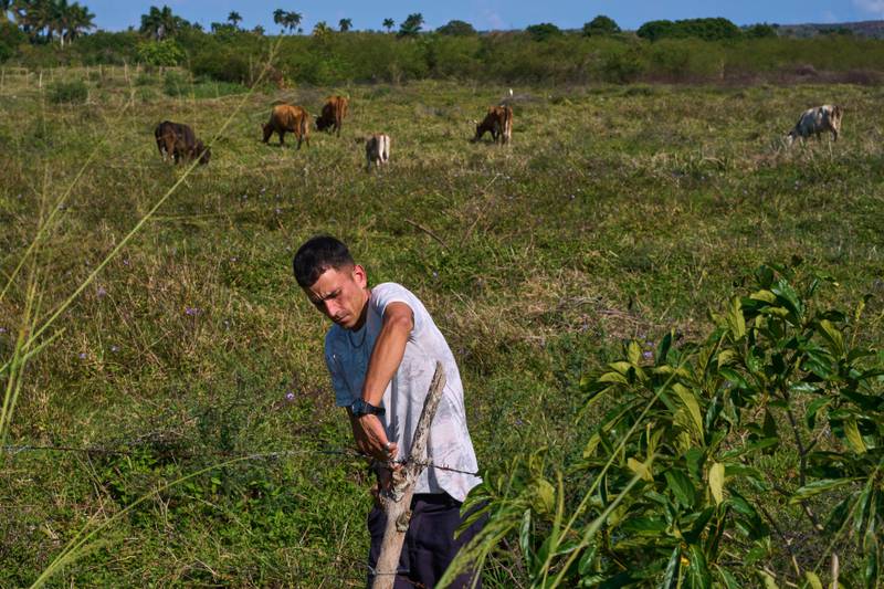 Raydel Rodriguez repairs the fencing on the land where his cattle graze in Minas, Havana province, Cuba.
