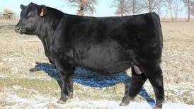 Start selecting your 2026 performance tested bulls