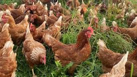 Chicken-keeping more than a pretty picture, says farmer