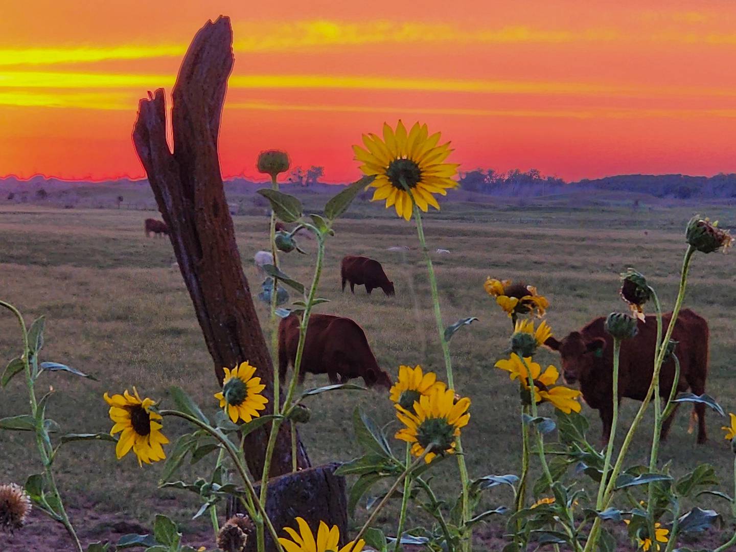 “Ahhh, Kansas” — Leslie Tanner: “Right place right time. Stafford County at sunset.”