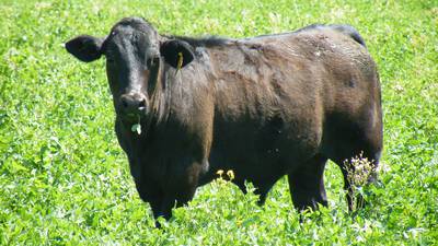 Winter forage impacts soil erosion, organic matter, compaction