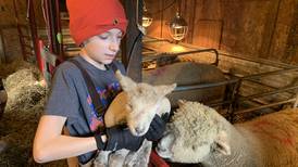 Langreck: Small lamb changes hearts on farm
