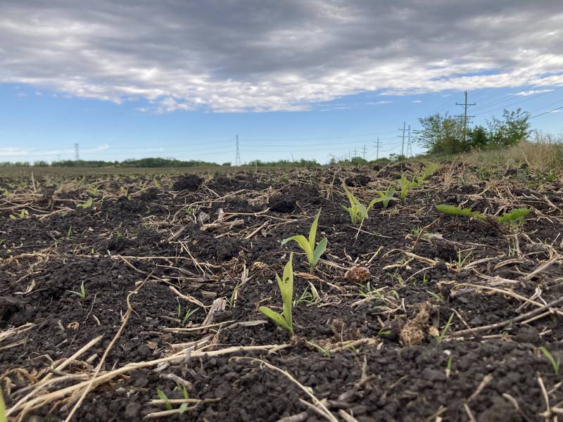 Indiana crop progress for 5/30/25.