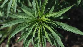Hemp producer shares experiences at summit