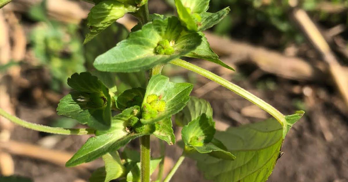 Novel Illinois weed species identified in Stephenson County