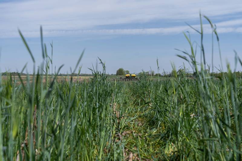 A farmer plants soybeans into cereal rye.