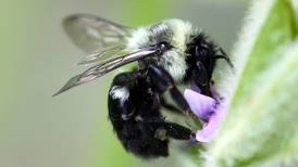 Pollinating insects can help soybean yields