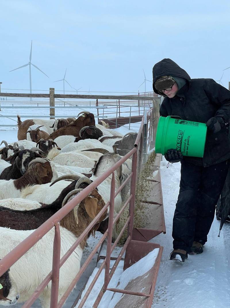 Chase Hummel feeds Boer goats on his family farm. The Tri-Point FFA member won the National FFA agricultural proficiency award for goat production — entrepreneurship/placement for his work to care for the animals, as well as his involvement with embryo transfers to produce genetically superior goats that are marketed to buyers from across the country.