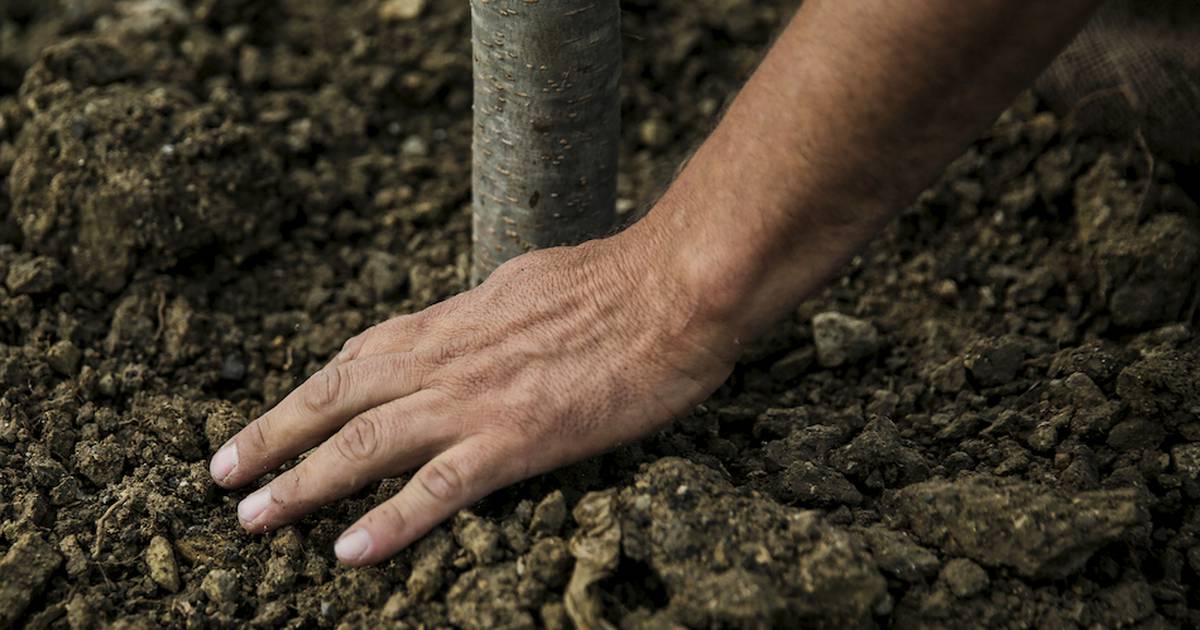 Calendar: Fall tree planting program – AgriNews