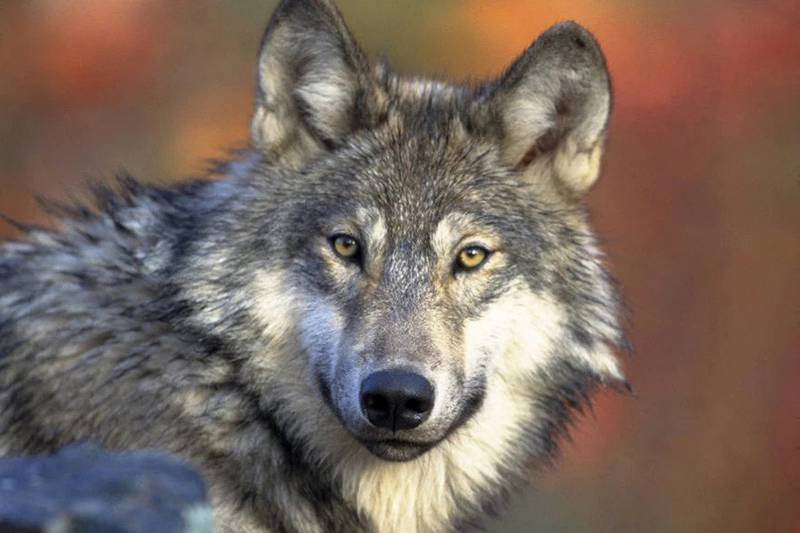 This photo provided by the U.S. Fish and Wildlife Service shows a gray wolf.