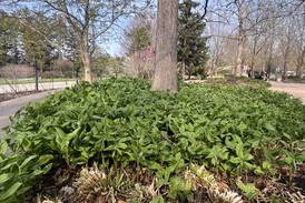 Extension Notebook: Grow successful made-in-the-shade gardens