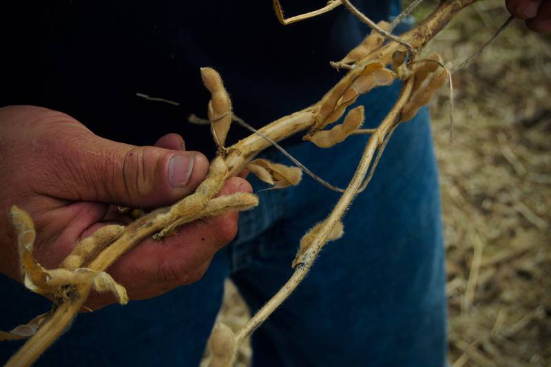 Indiana is leading in high oleic soybean acres. According to the United Soybean Board, high oleic soybeans are currently grown in 13 states throughout the U.S. Soybean Belt with the highest concentration of acres in Indiana and Ohio. Indiana farmers grew high oleic soybeans on approximately 850,000 acres in 2023.