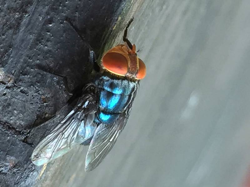 An adult New World screwworm fly sits at rest.