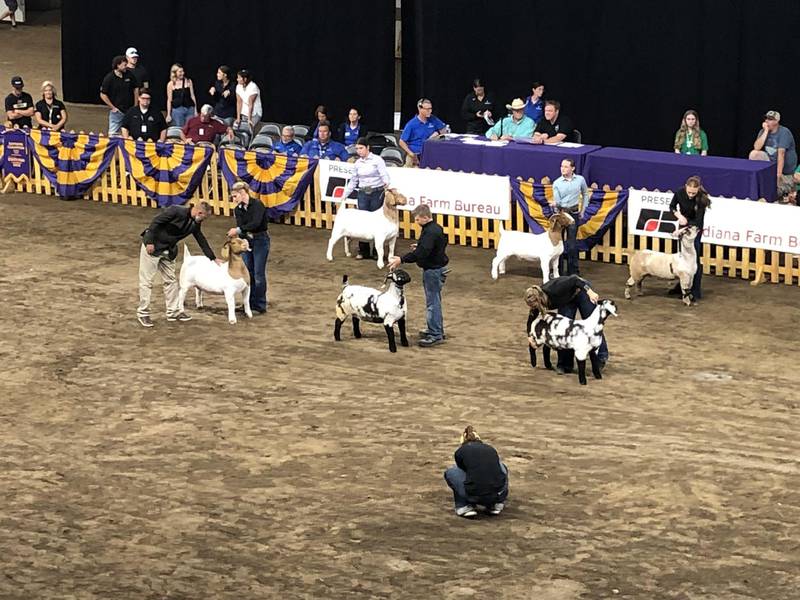 4-H members show goats at the Indiana State Fair.