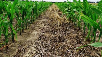 Cover crops provide opportunity for enhanced weed control